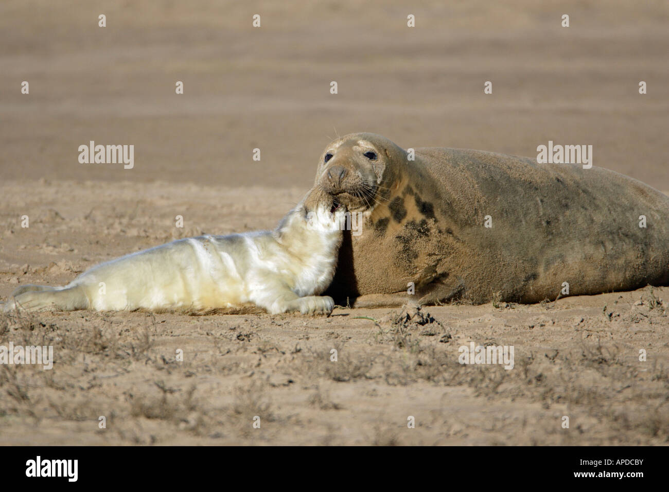 Grey Seal (Halichoerus Grypus) Mutter mit Welpen am Strand Donna Nook Seal Sanctuary Stockfoto