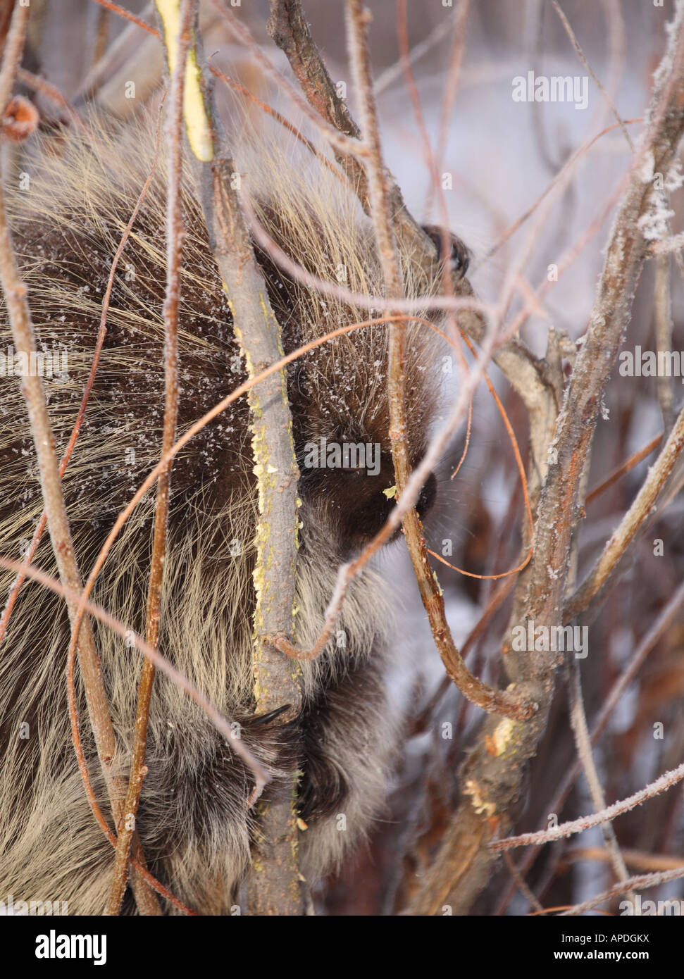 Stachelschwein im winter Stockfoto