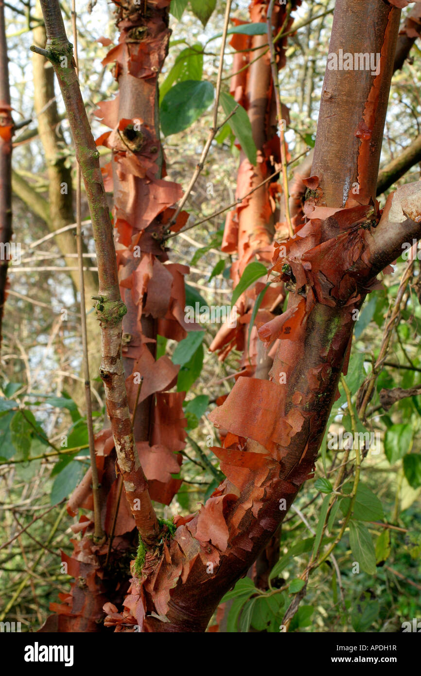 Acer Griseum leichte Ahorn Stockfoto