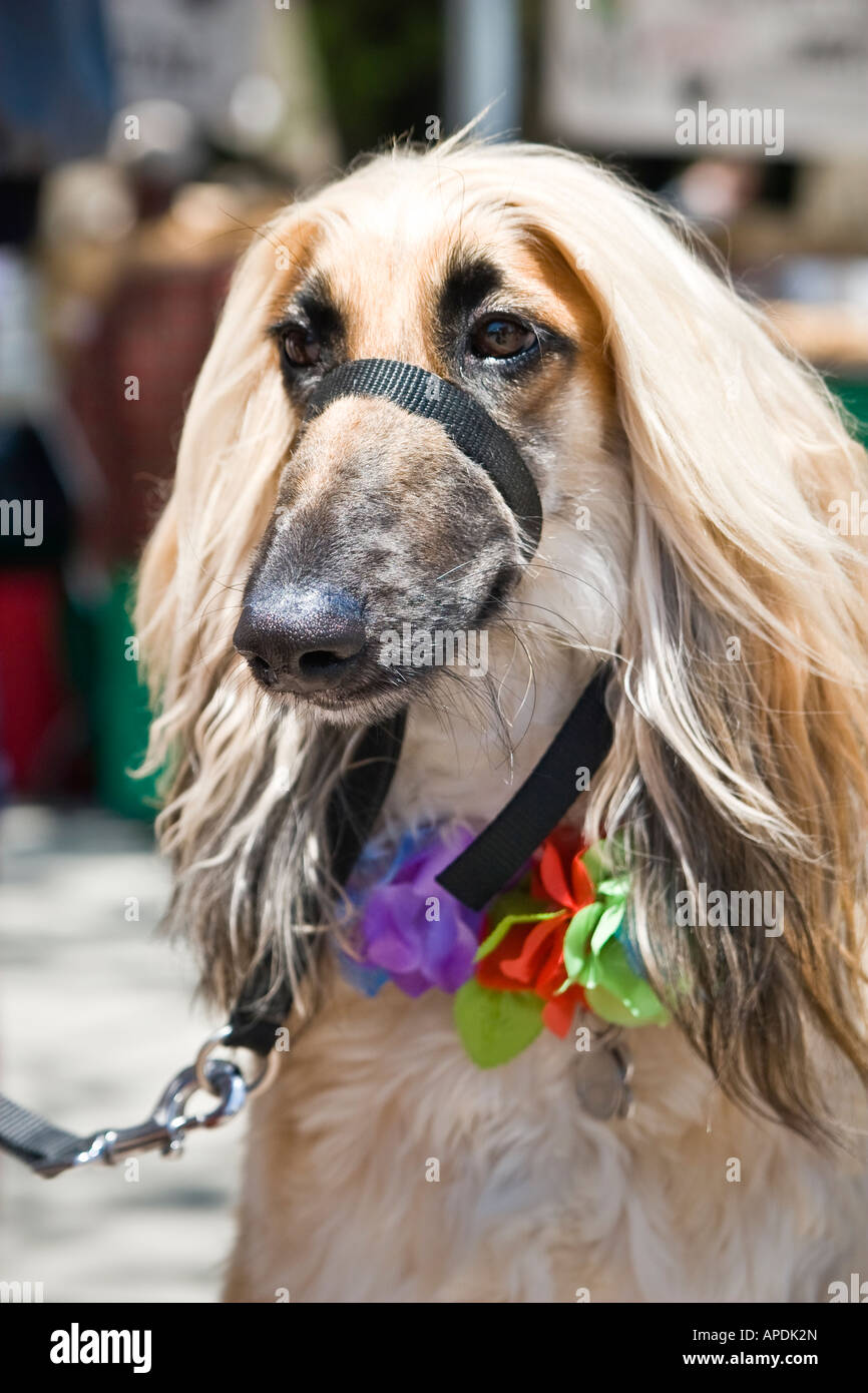 Afghanischer Windhund-Porträt Stockfoto
