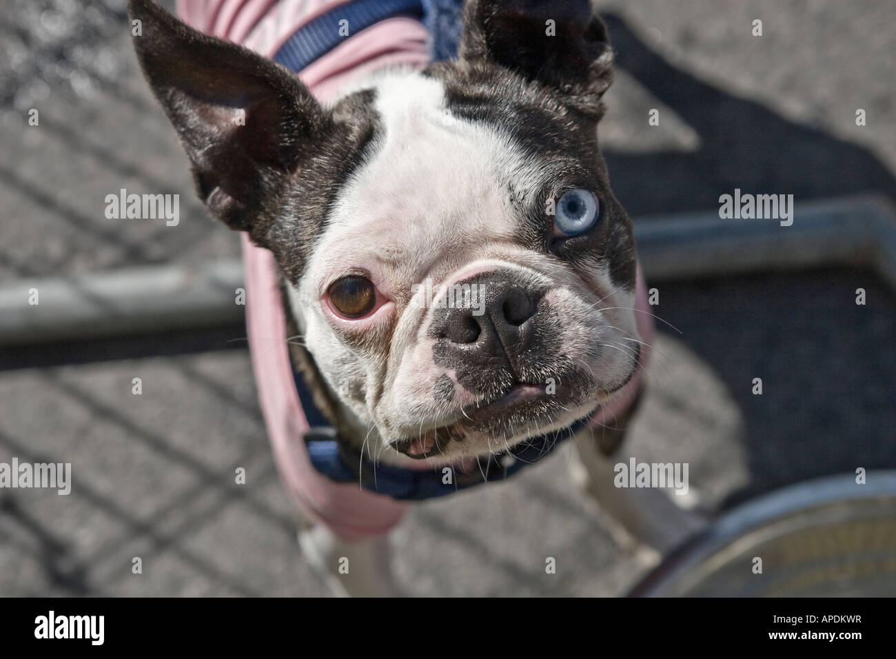 Boston Bull Terrier mit Bi-Color Augen blau und braun Stockfoto