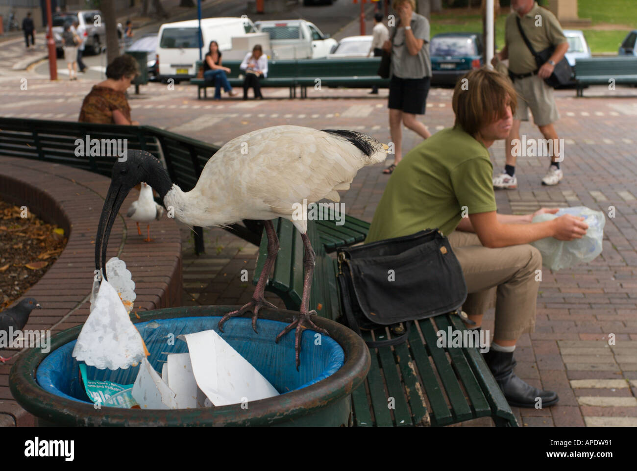 Eine schwarze Leitung Ibis fallend in Abfallbehälter für Lebensmittel am Circular Quay Sydney Hafen New South Wales Australia Stockfoto
