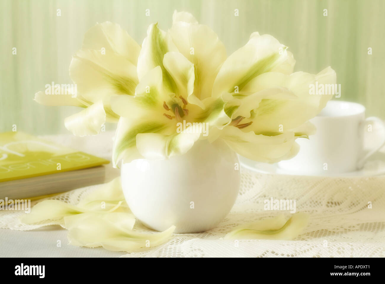 Tulpe Spring Green in weiße vase Stockfoto