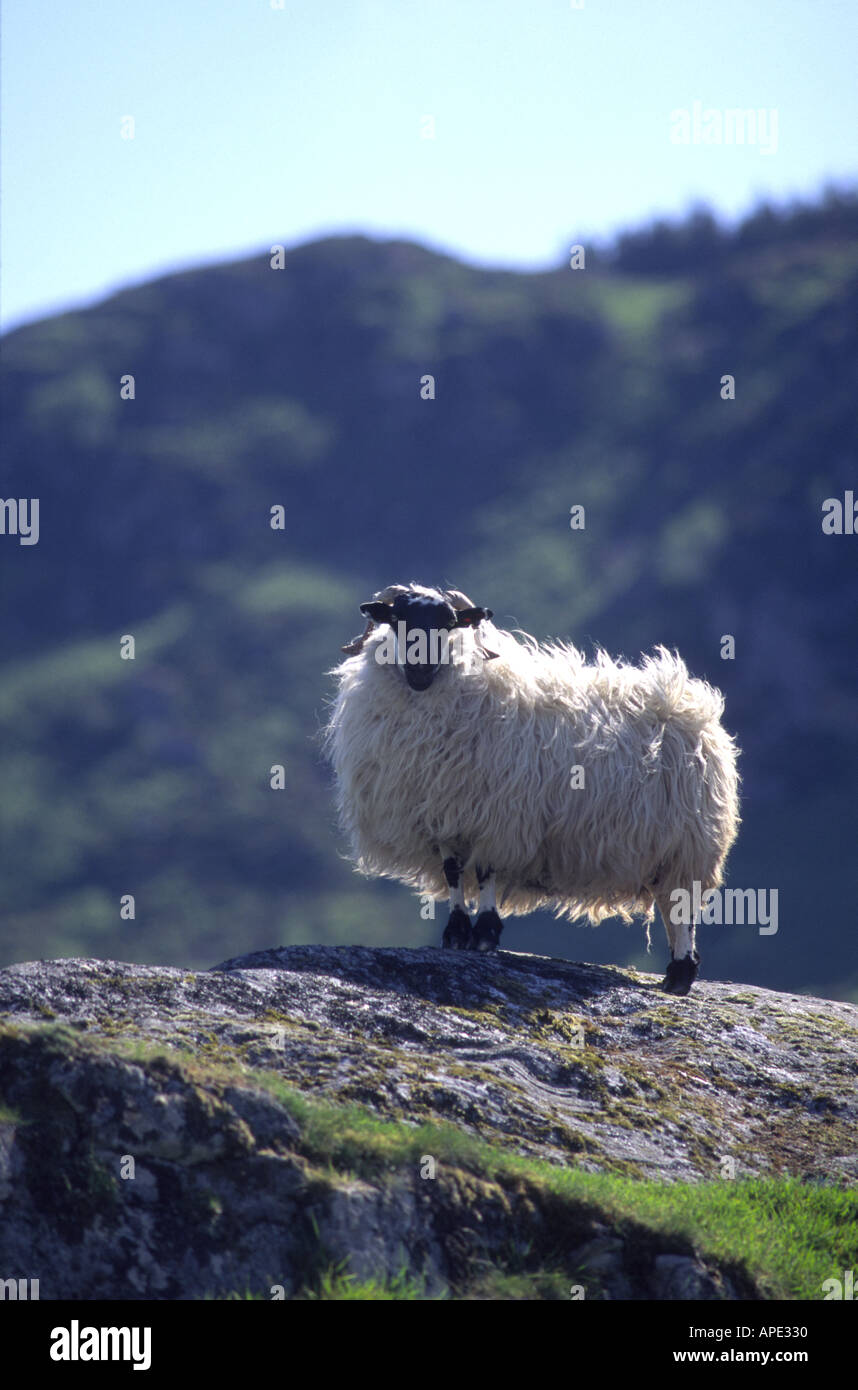 Schaf schwarz konfrontiert Ewe auf einem Felsen in den schottischen Highlands GMM-1061 Stockfoto