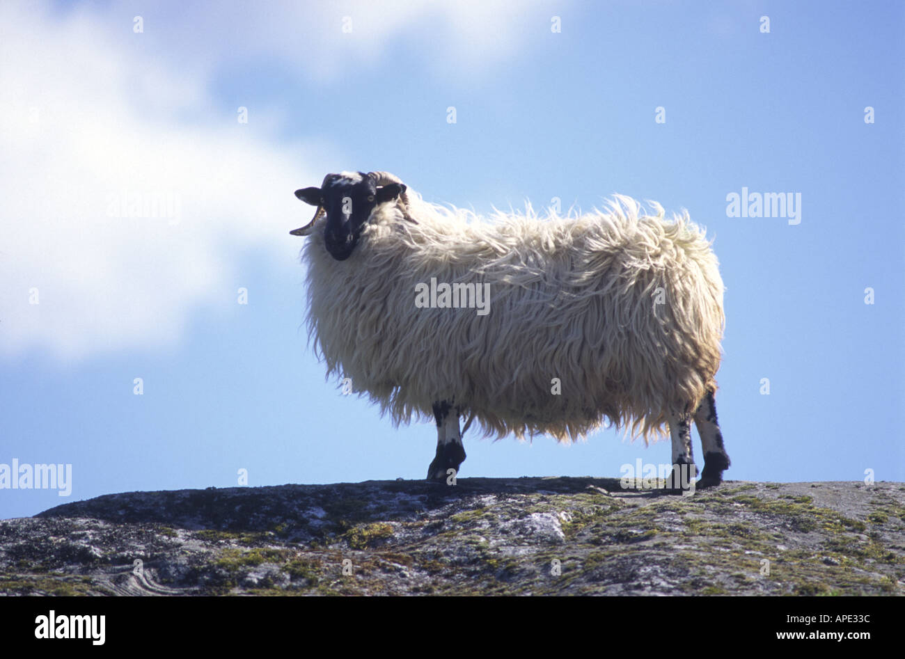 Schwarze konfrontiert Schafe auf einem Felsen in den schottischen Highlands GMM 1066 Stockfoto