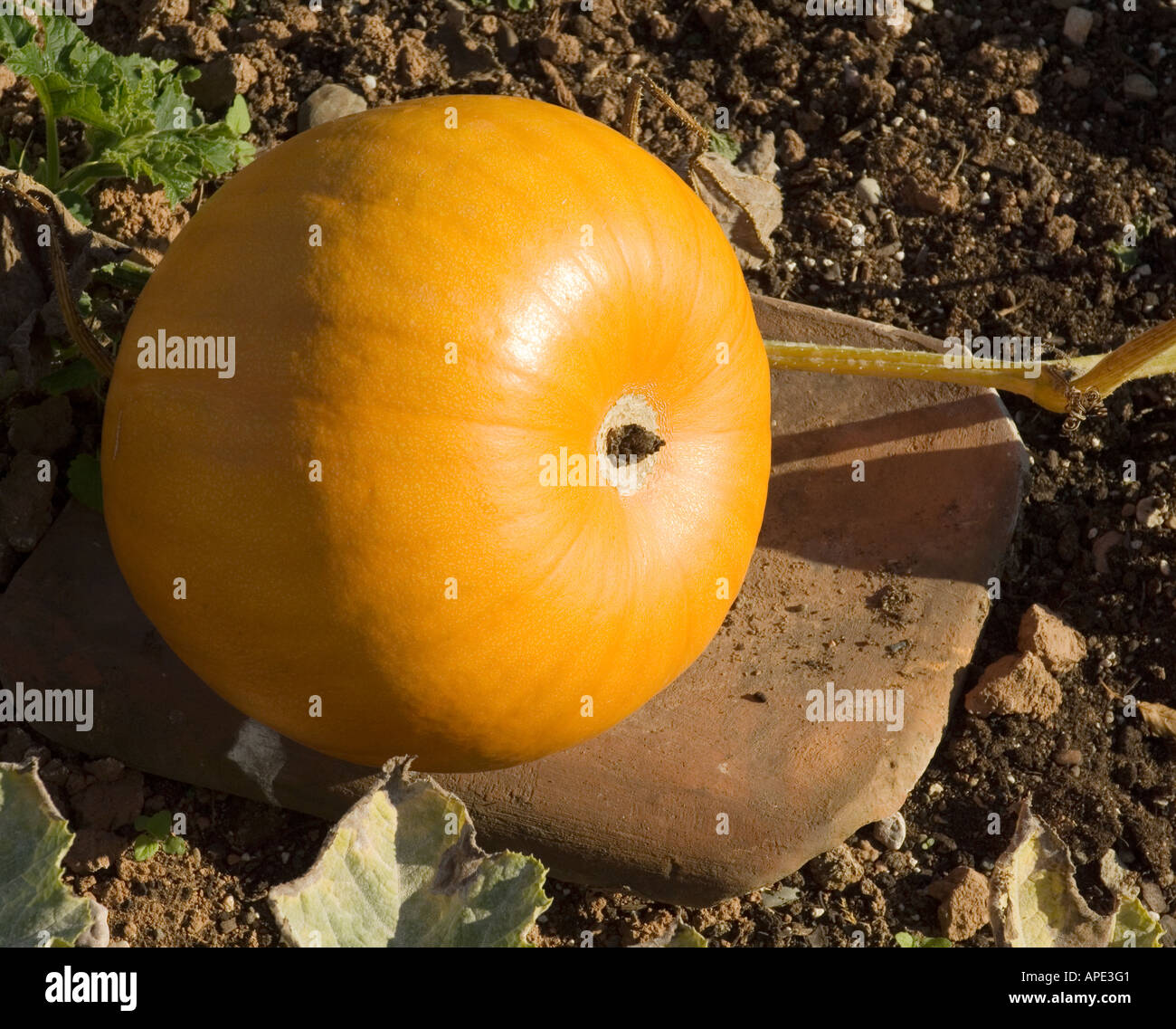 Orange Kürbis Reifung im Garten Stockfoto