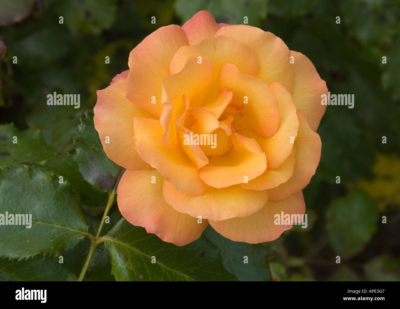 Freddie Mercury Rose im Garten Stockfoto