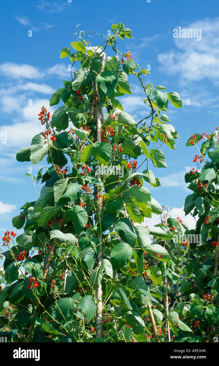 Runner Bean Hestia gegen blauen Himmel Stockfoto