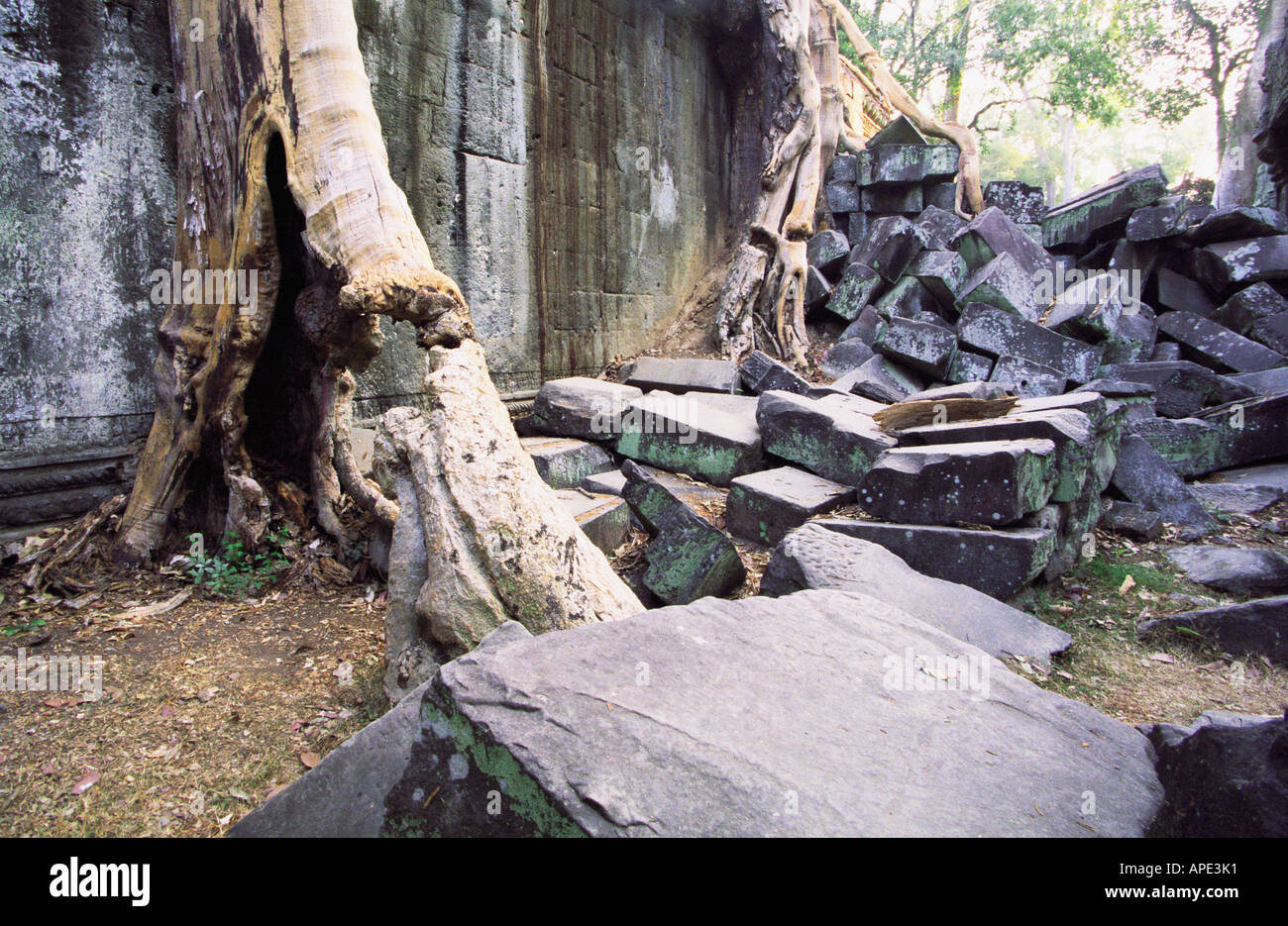 Interieur von Ta Prohm Stockfoto