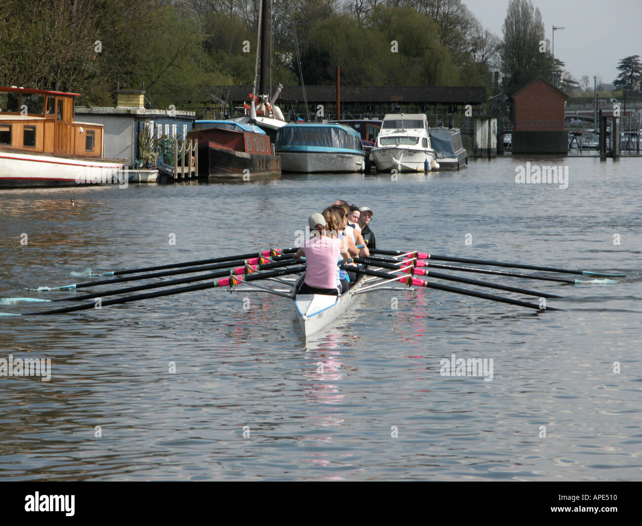 Frauen Rudern auf Themse bei Hampton - Molesey Boat Club Stockfoto