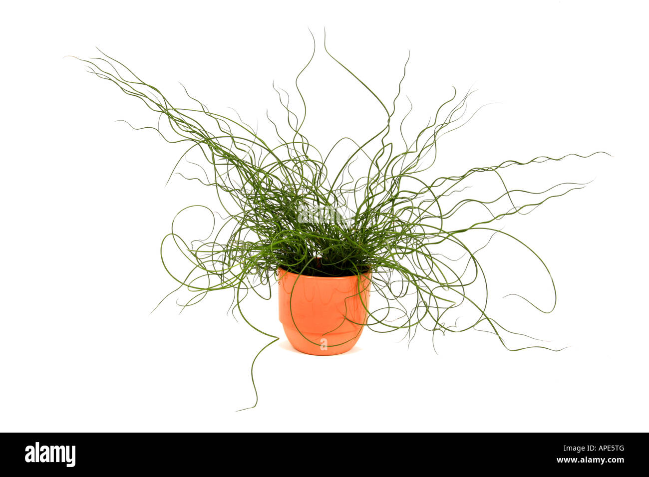 Geringerem Korkenzieher Rush Korkenzieher Rush Juncus Effusus Spiralis Juncus Effusus Spiralis Juncus Effusus f Spiralis Topfpflanze Stockfoto