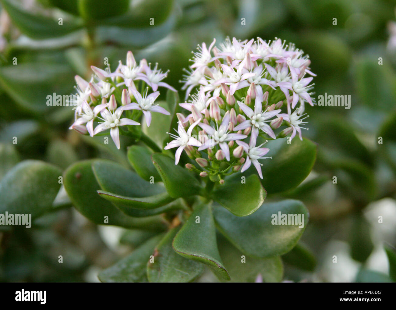 Jade-Anlage, Efeutute, Crassula Portulacea, Crassulaceae, Kapprovinz, Südafrika Stockfoto