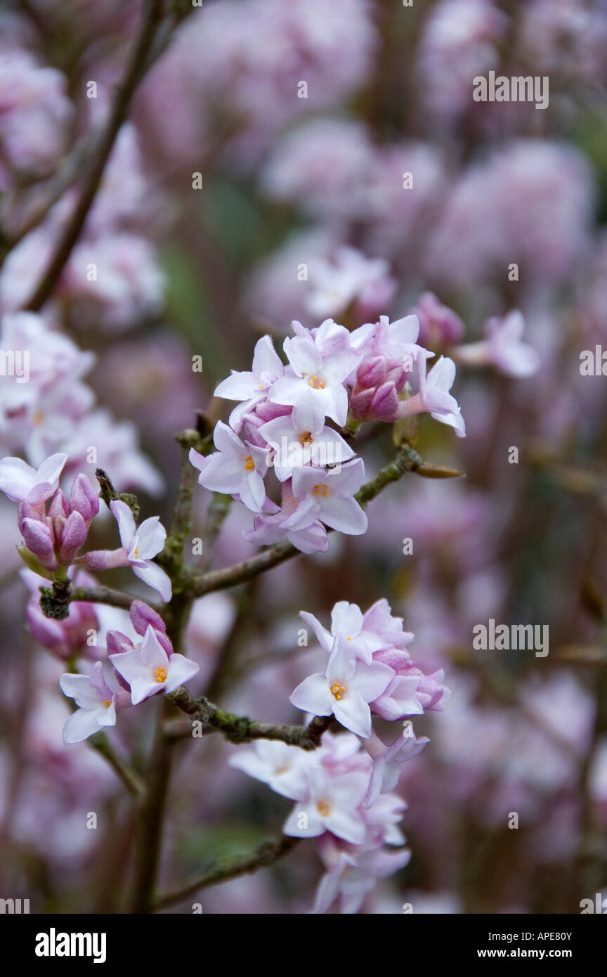 Süß duftende Garten Sträucher blühen in mitten im winter Stockfoto