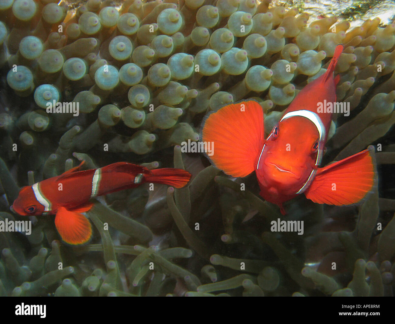 Wirbelsäule Wange Anemonefish Premnas Biaculeatus in Anemone Agincourt Reef Great Barrier Reef Nord-Queensland-Australien Stockfoto