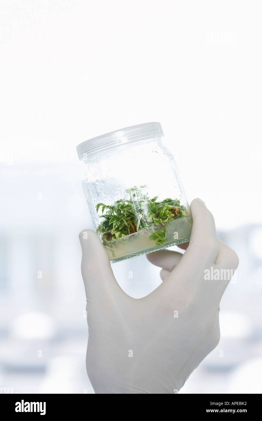 Lab Worker Holding Jar aus pflanzlichem Material gegen das Licht Stockfoto