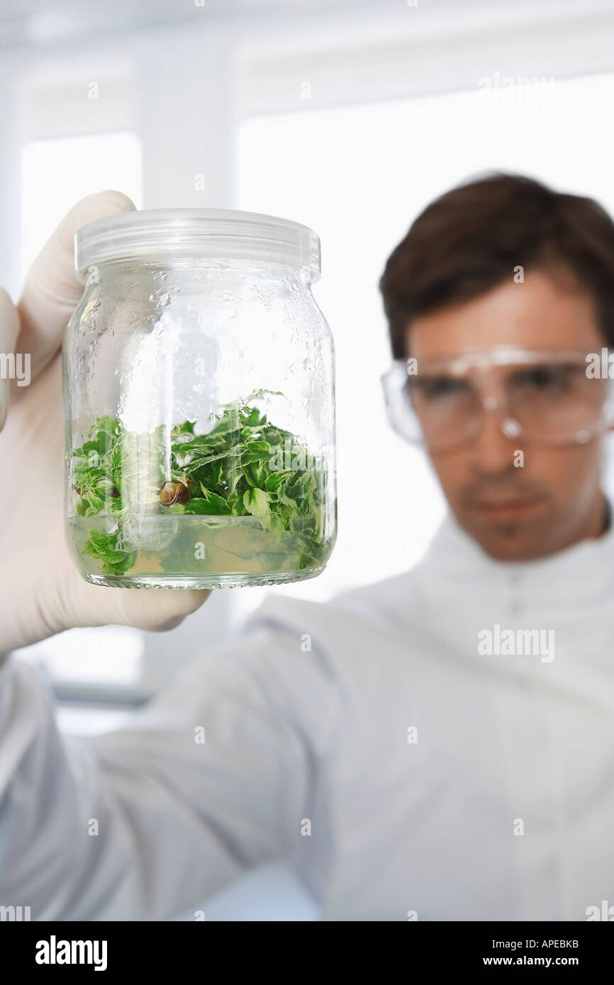 Männliche Lab Arbeiter Prüfung Glas von Pflanzenmaterial Stockfoto
