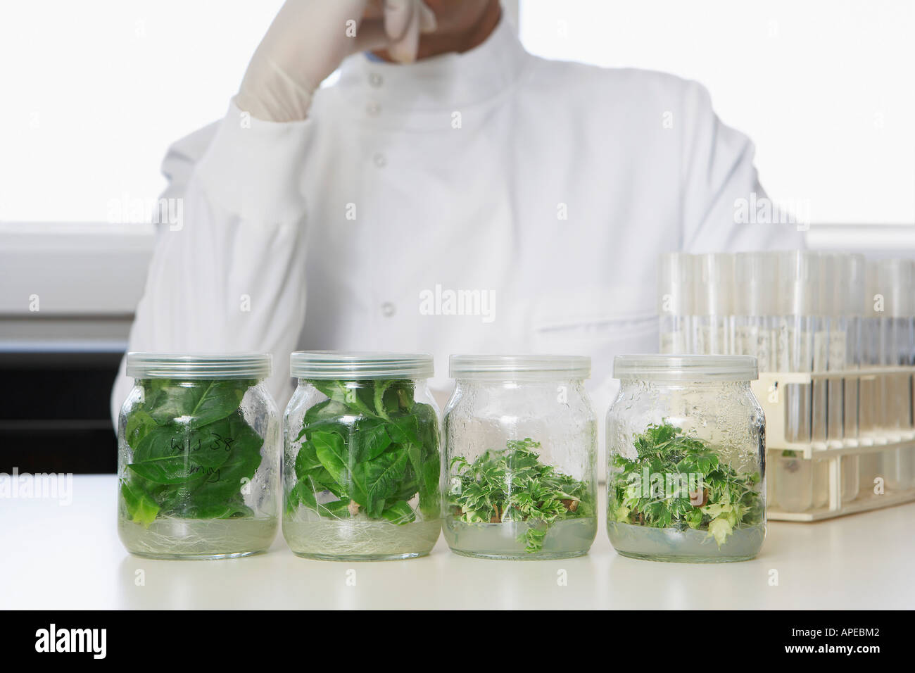 Vier Gläser mit Pflanzenmaterial, Labor Arbeiter hinter Stockfoto