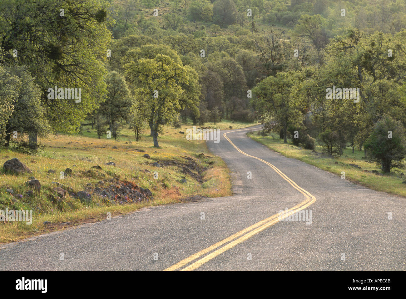 Verdrehen von zwei ländliche Straße und grünen Eichen im Frühling Tehama County in Kalifornien Stockfoto