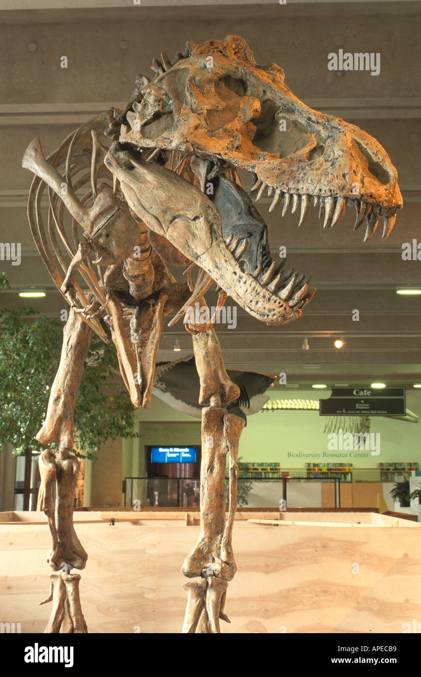 Fossil Skelett Knochen des Dinosauriers Kalifornien Akademie von Wissenschaften Golden Gate Park San Francisco Kalifornien Stockfoto