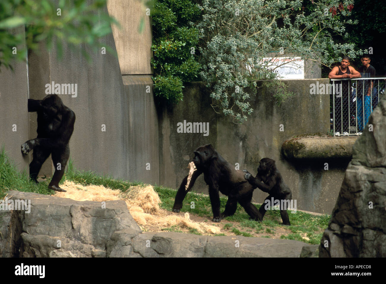 Besucher betrachten Gorilla-Familie in den Primas Affen Stift Zoo von San Francisco California Stockfoto