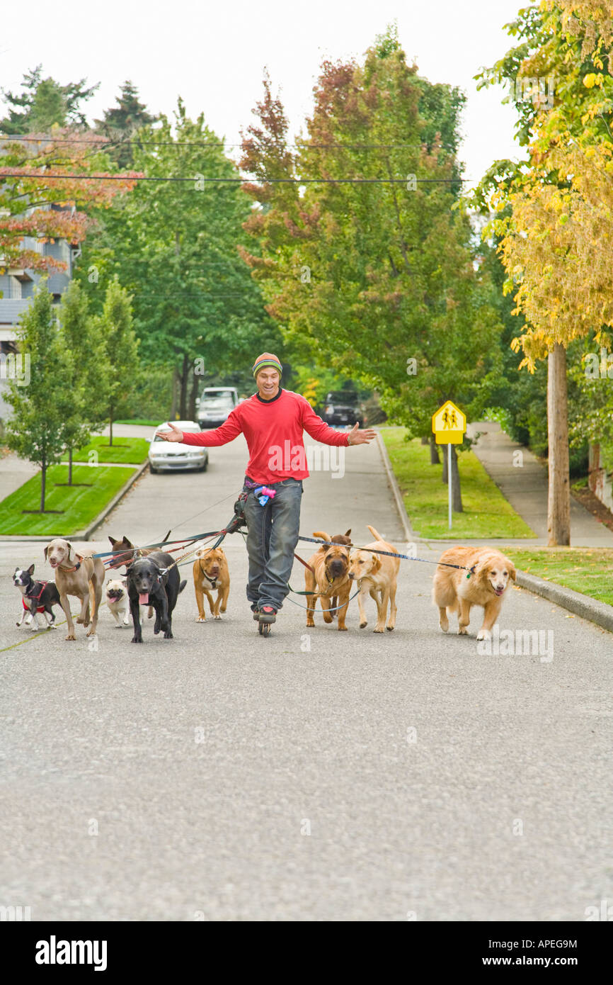 Mann zu Fuß mehrere Hunde Stockfoto