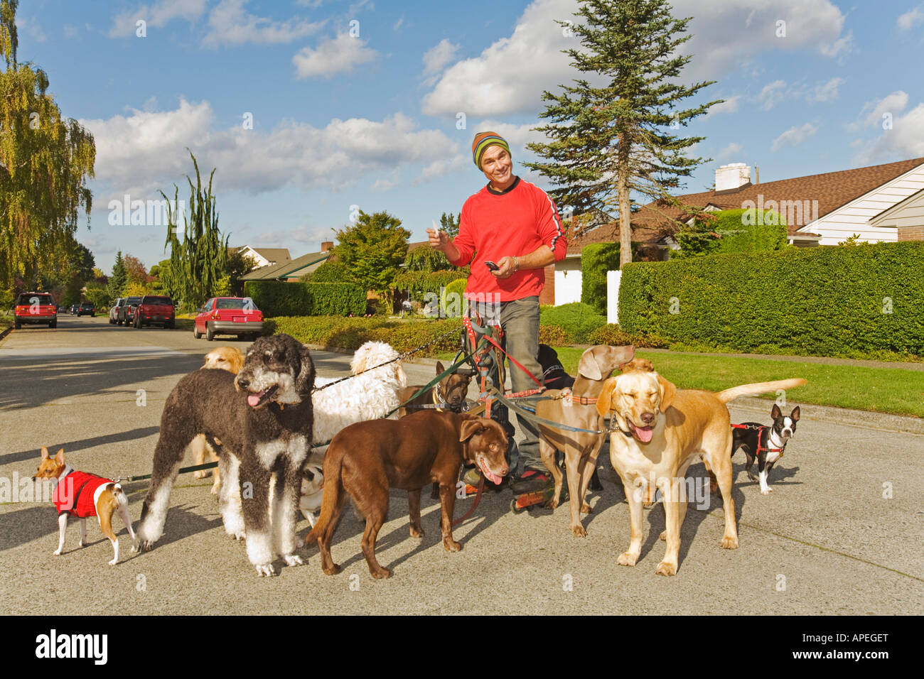 Mann auf Rollerblades Hunde Stockfoto
