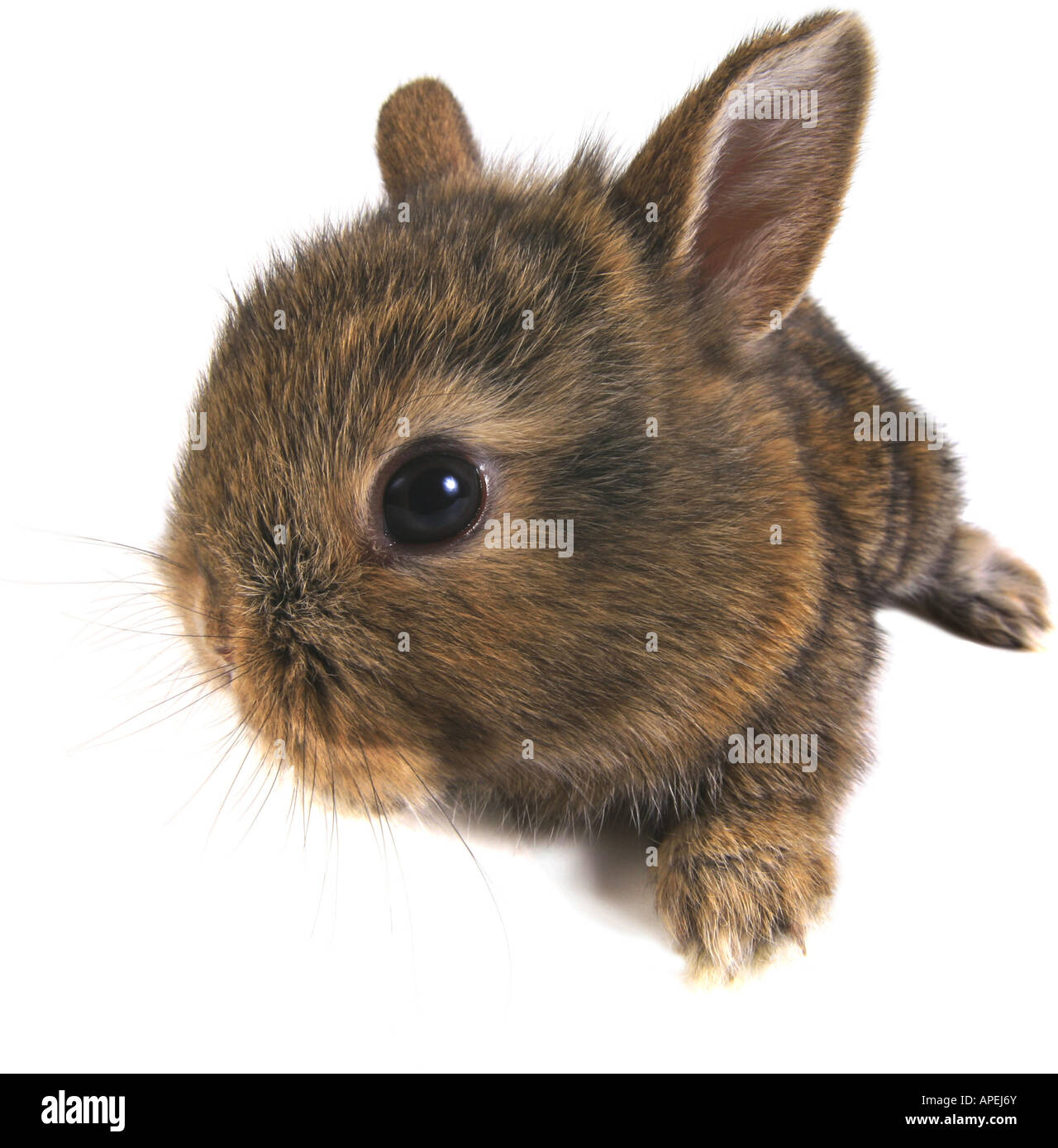 Hauskaninchen Oryctolagus Cuniculus f domestica Stockfoto