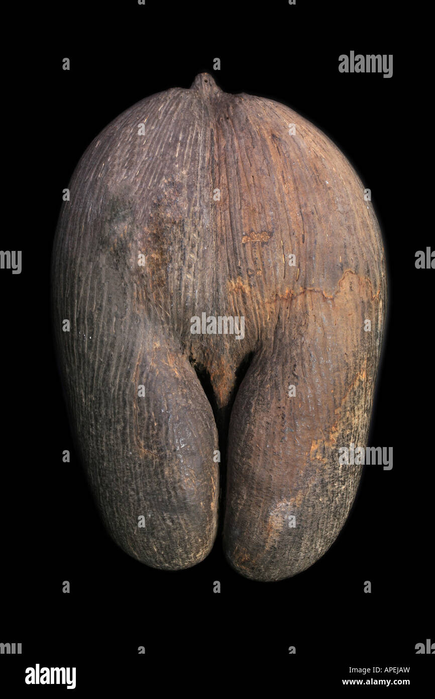 Coco de Mer Kokosnuss Double Lodoicea Maldivica Obst Bot. Steinfrucht: umfasst die größten Samen der Welt nationales Symbol Stockfoto