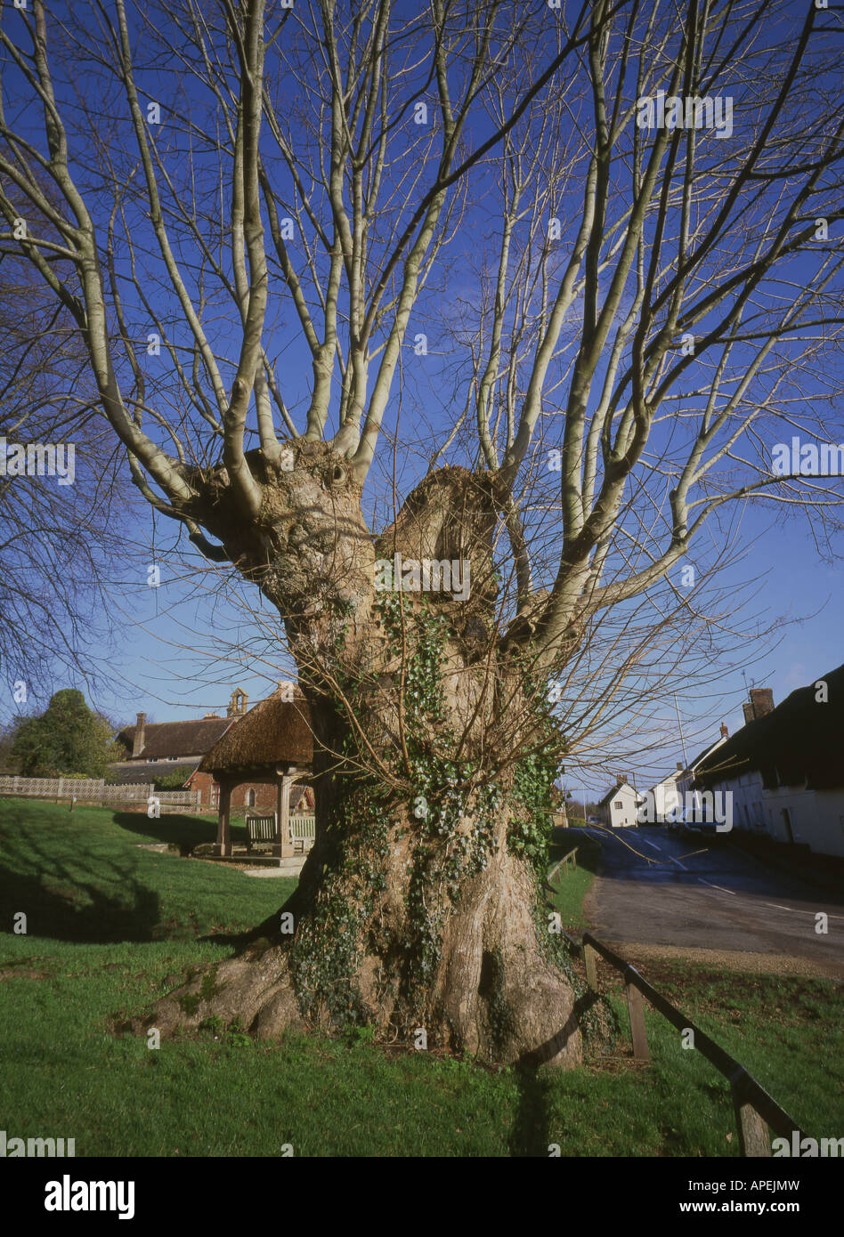 Die Tolpuddle Märtyrer Baum eine berühmte Bergahorn Acer-Arten, wo die Arbeiterbewegung des Vereinigten Königreichs, haben begonnen, Dorset soll Stockfoto