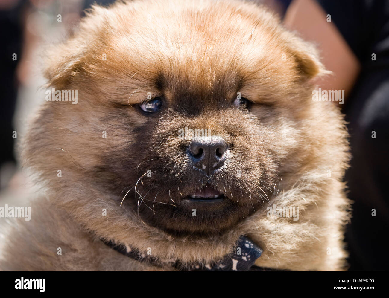 Porträt von einem niedlichen pelzigen Chow Chow Welpen Zimt Mantel Stockfoto