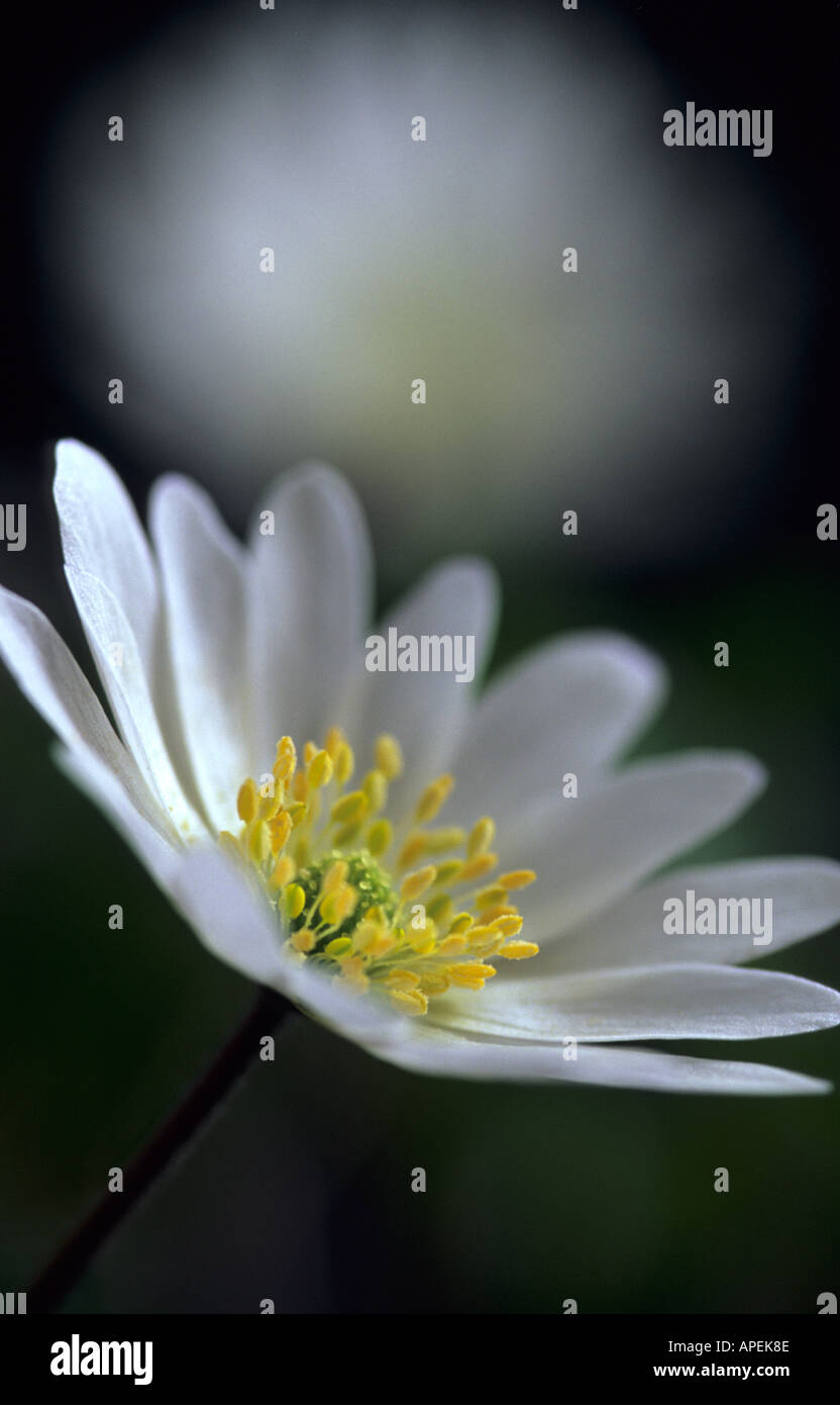 Anemone Blanda "Weiße Pracht" Stockfoto