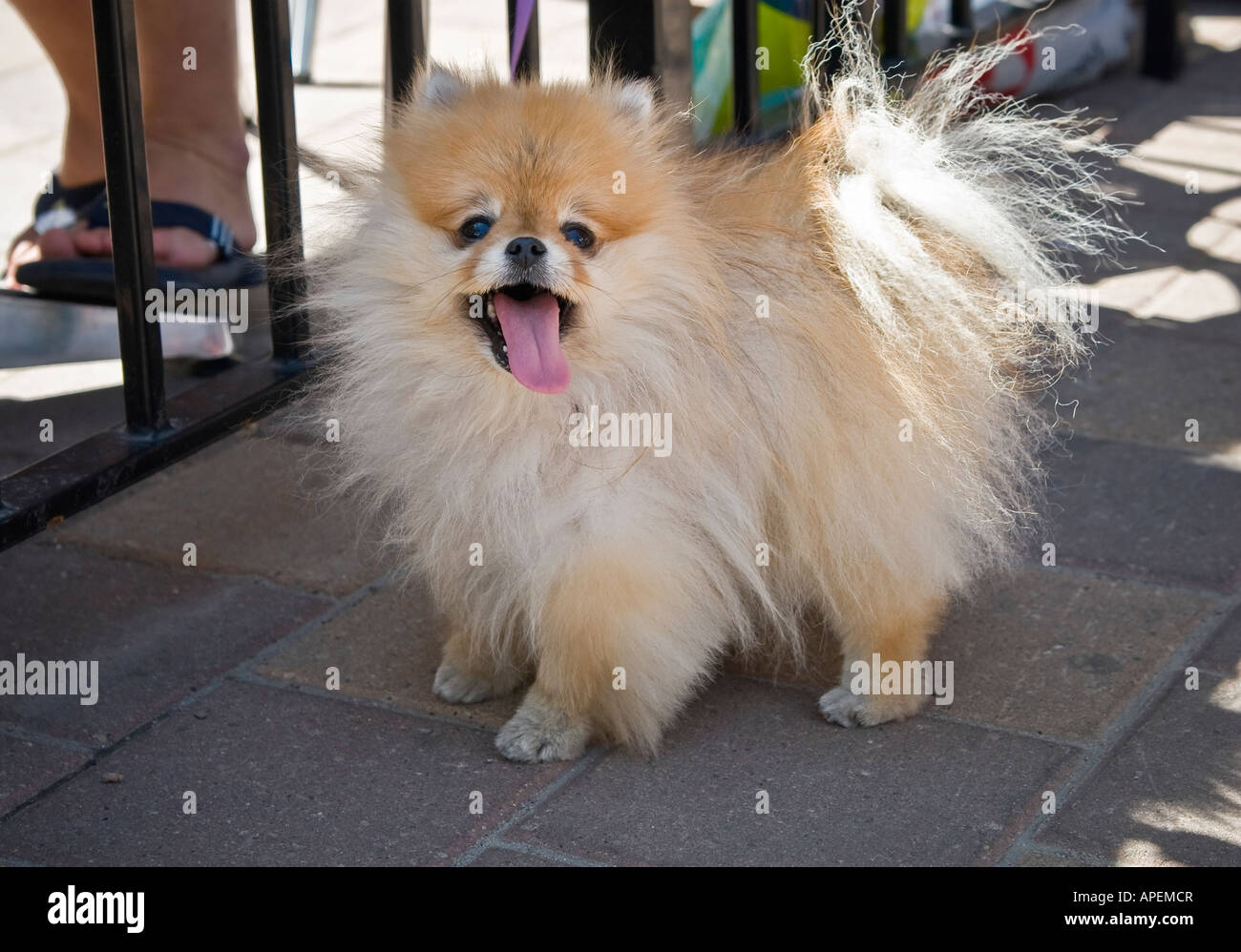 Pomeranian Spitz Spielzeug Hunderasse Stockfoto