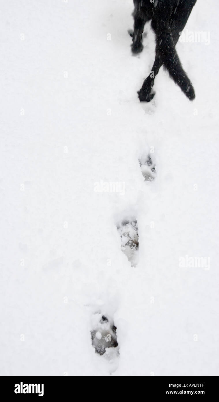 Back-End von einem schwarzen Hund, Wandern im Schnee Spuren hinterlassen Stockfoto