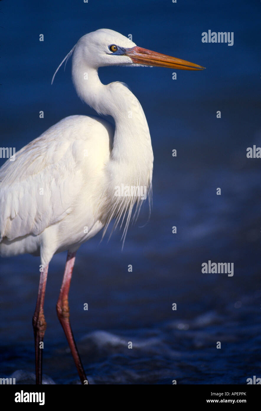 Ein großer weißer Reiher steht eine weiße Morph das Great Blue Heron in den Rand der Brandung Stockfoto