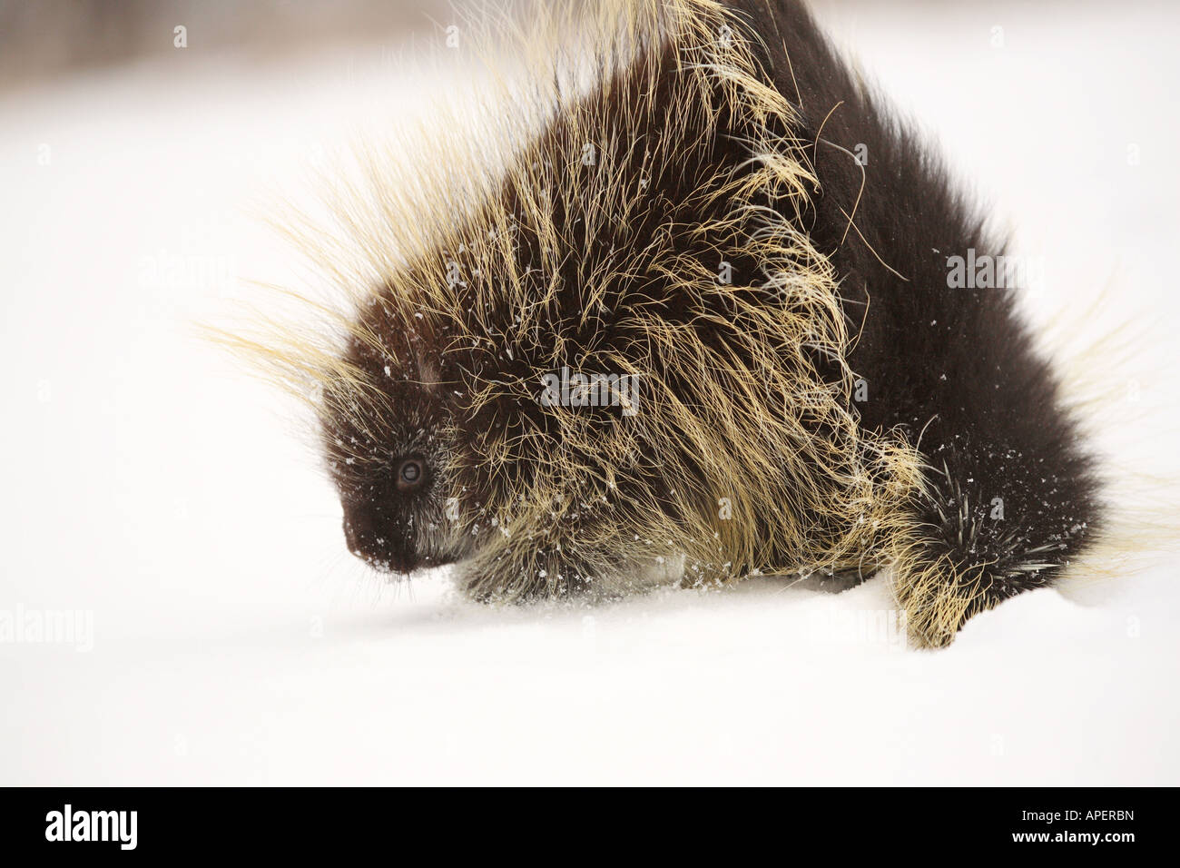 Stachelschwein im winter Stockfoto