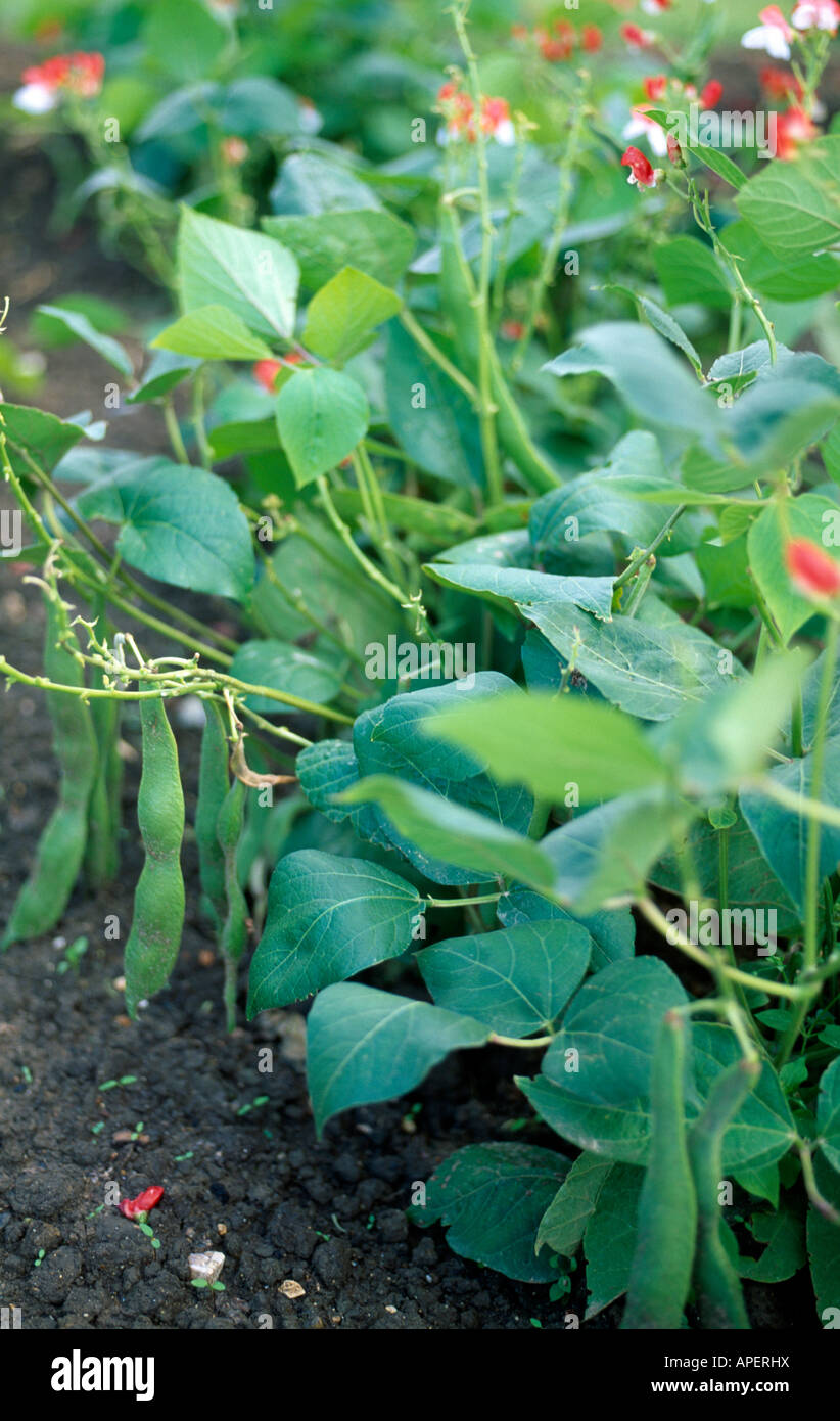 Runner Bean Hestia Stockfoto