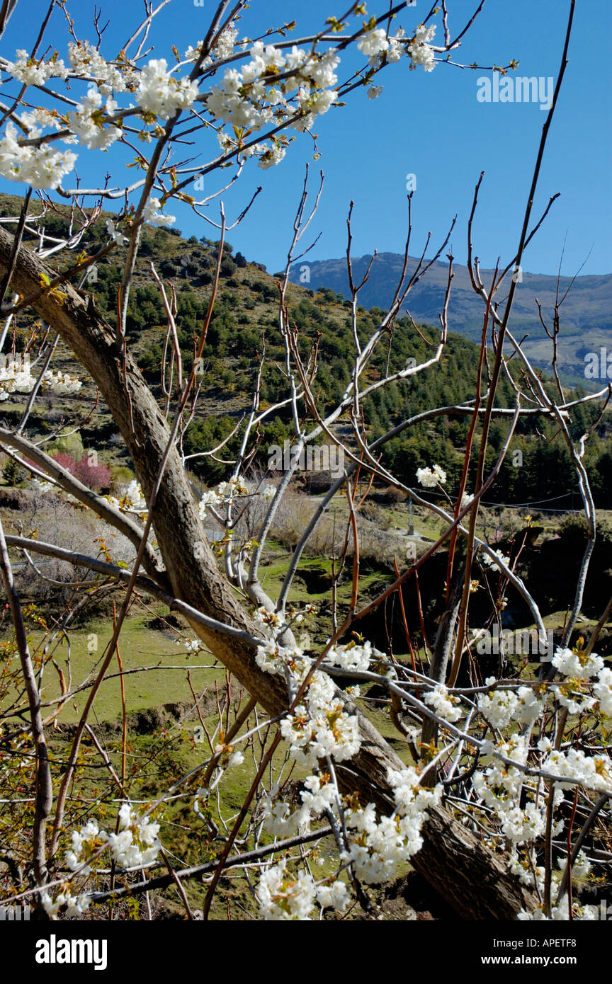 Spanien Andalusien blühenden Baum im Frühling In den Alpujarras-Bergen in der Nähe von Granada Stockfoto