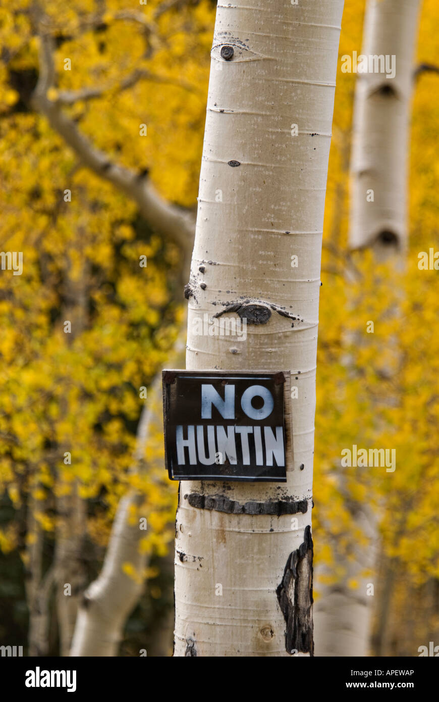 Alten keinerlei Jagd auf Aspen Baum Ouray County Colorado Stockfoto