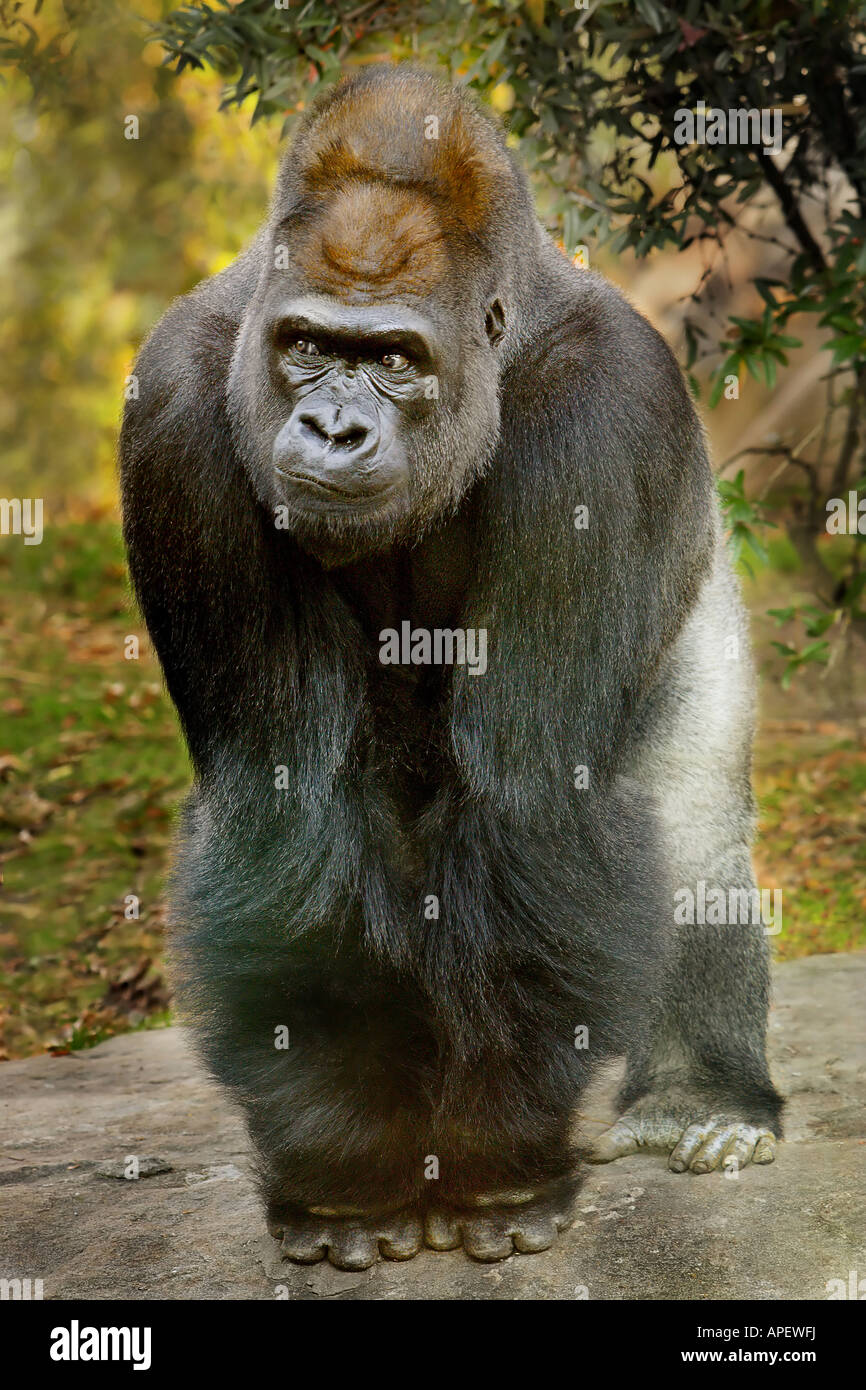 Gorilla, erwachsenen männlichen Silberrücken, Ganzkörper, stehend mit Schlagring auf Boden, schielte mit wütenden Blick. Stockfoto