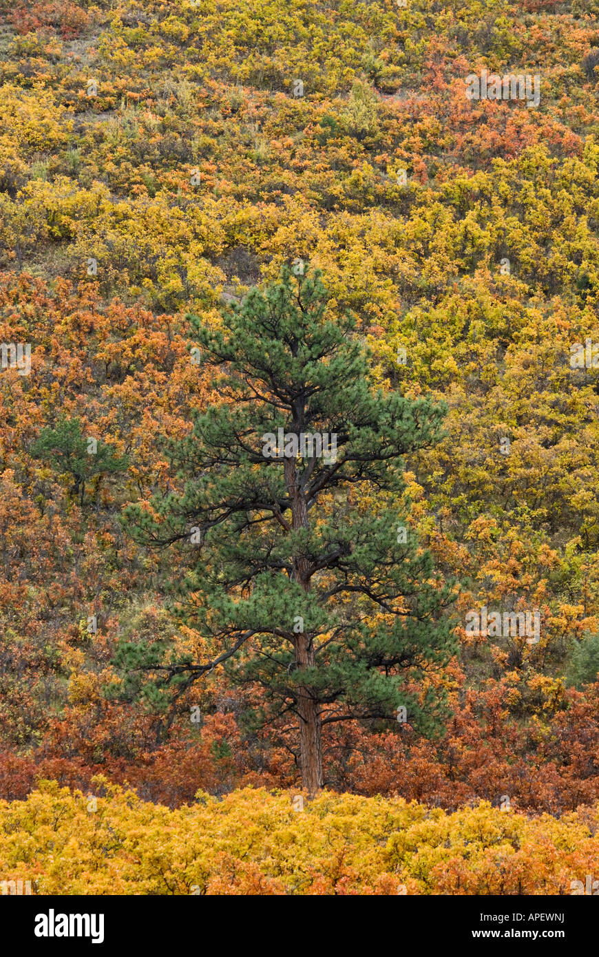 Einsamer Baum gegen Herbst Clor auf Berg Seite Uncompahgre Nationalwald Ouray County Colorado hervorgehoben Stockfoto