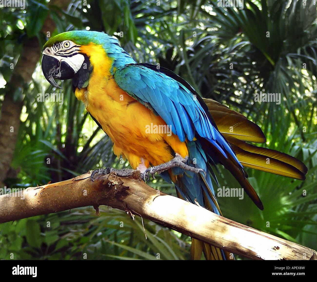 Papagei, bunt, thront auf Zweig, Blick auf Betrachter seitwärts, Ganzkörper, mit Dschungel-ähnlichen Hintergrund. Stockfoto