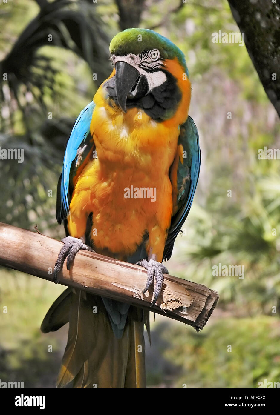 Papagei, bunt, thront auf Zweig, Viewer geradeaus, Ganzkörper, mit tropischen Dschungel-wie Hintergrund betrachten. Stockfoto