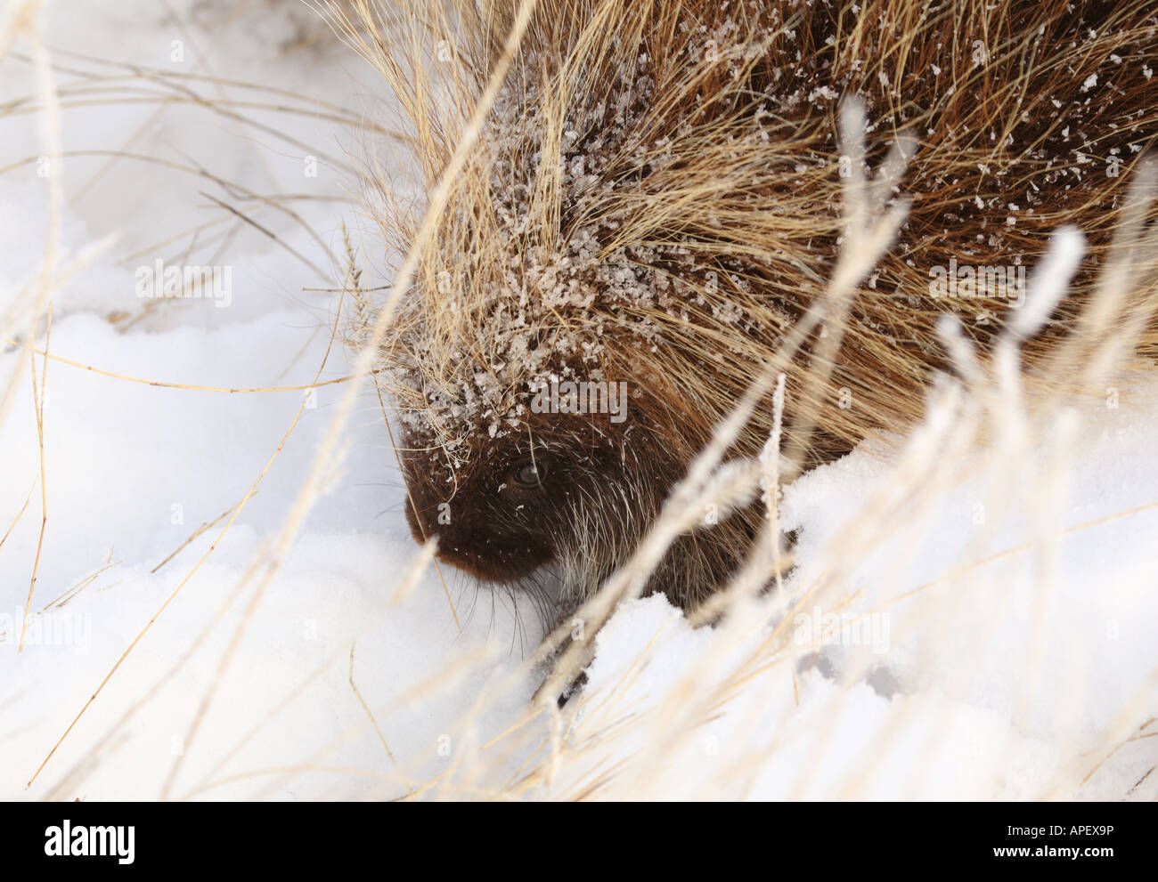 Stachelschwein im winter Stockfoto