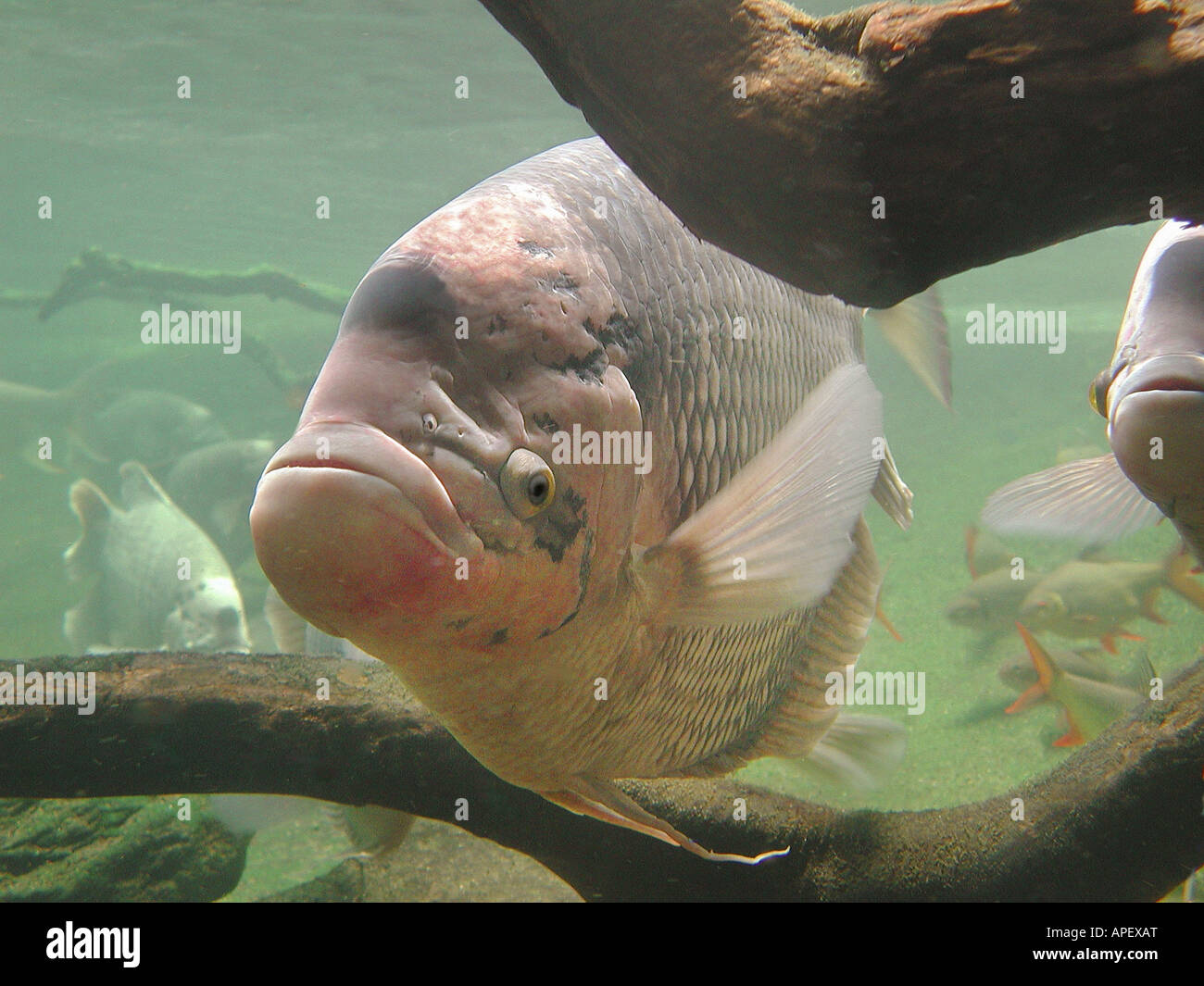 Große Fische, mit rosa Farbe, unter Wasser, umgeben von Mangroven Zweige  und andere Fische im Hintergrund zu sehen Stockfotografie - Alamy
