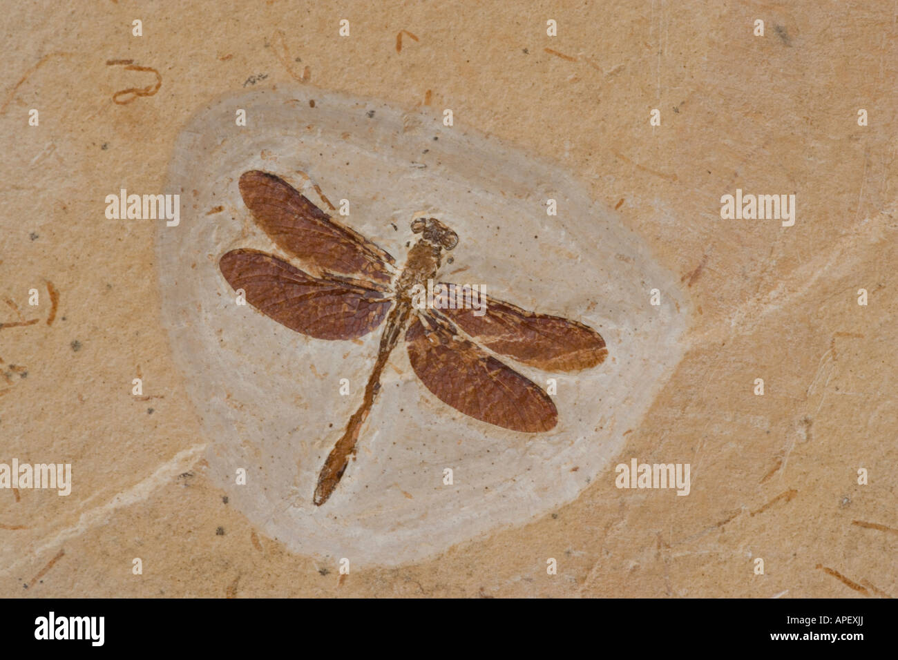 Libelle Fossil - Ceara Brasilien - von Santana-Formation - untere Kreide Stockfoto