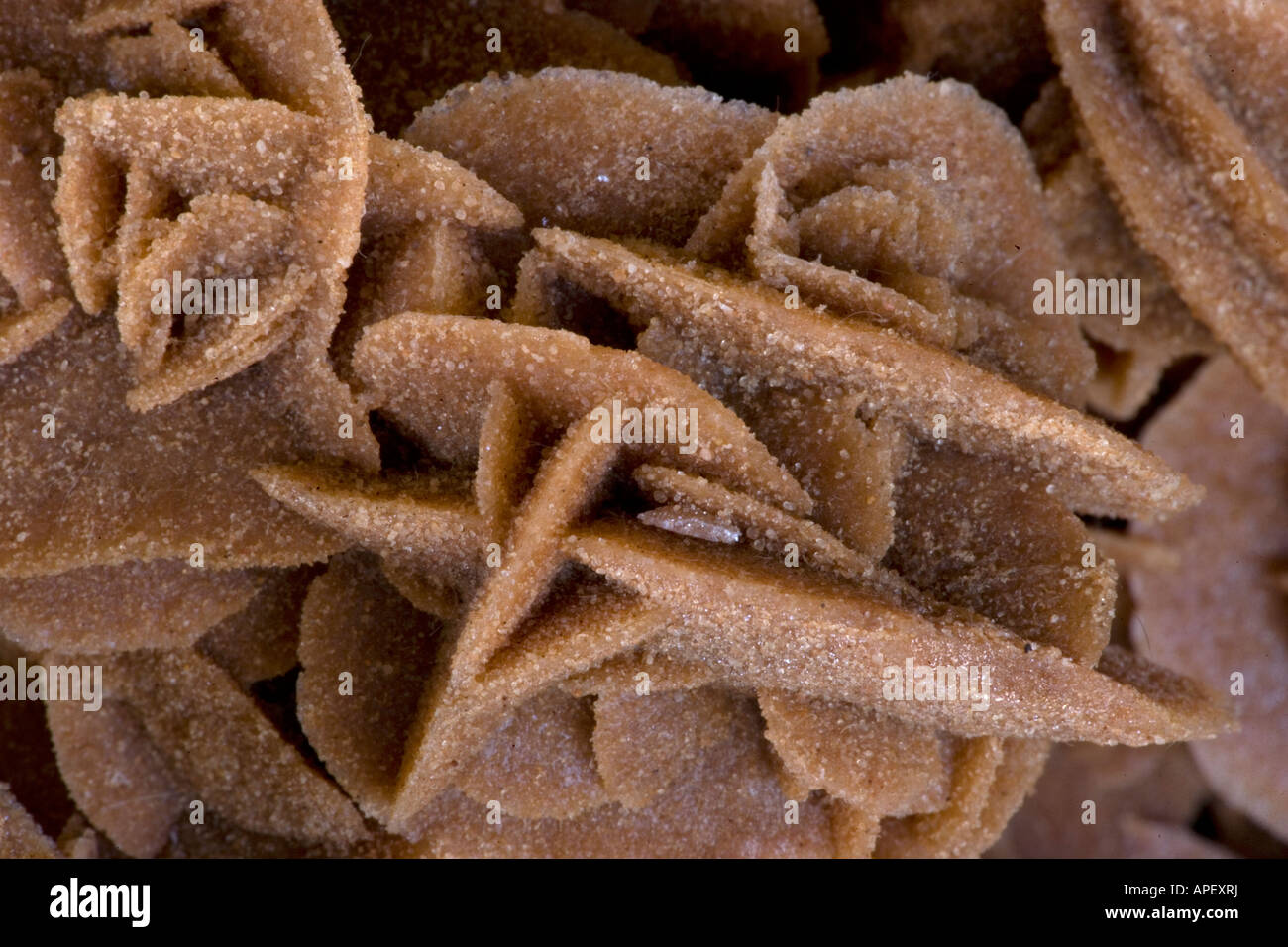 Selenit Desert Rose - Bou Saada - Algerien Stockfoto