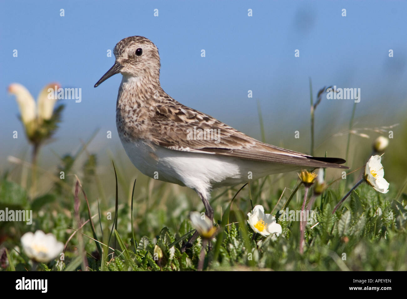 Alaska halb palmated Sandpiper Anwr arctic national Wildlife Refuge in der Nähe von Kongakut Fluss Calidris pusilla Stockfoto