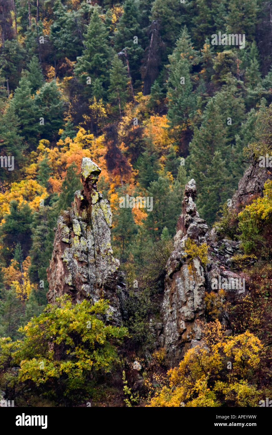 Felsformationen und Herbst Farbe in Black Canyon des Gunnison Montrose County Colorado Stockfoto