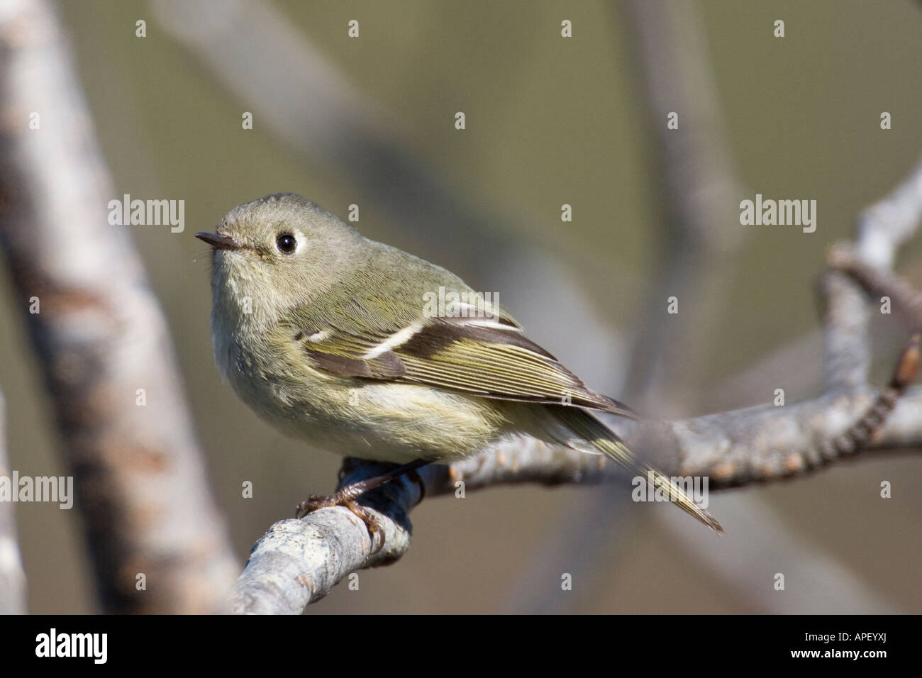 Hartney Bay in Alaska in der Nähe von Cordova Orange gekrönt Warbler Vermivora celata Stockfoto