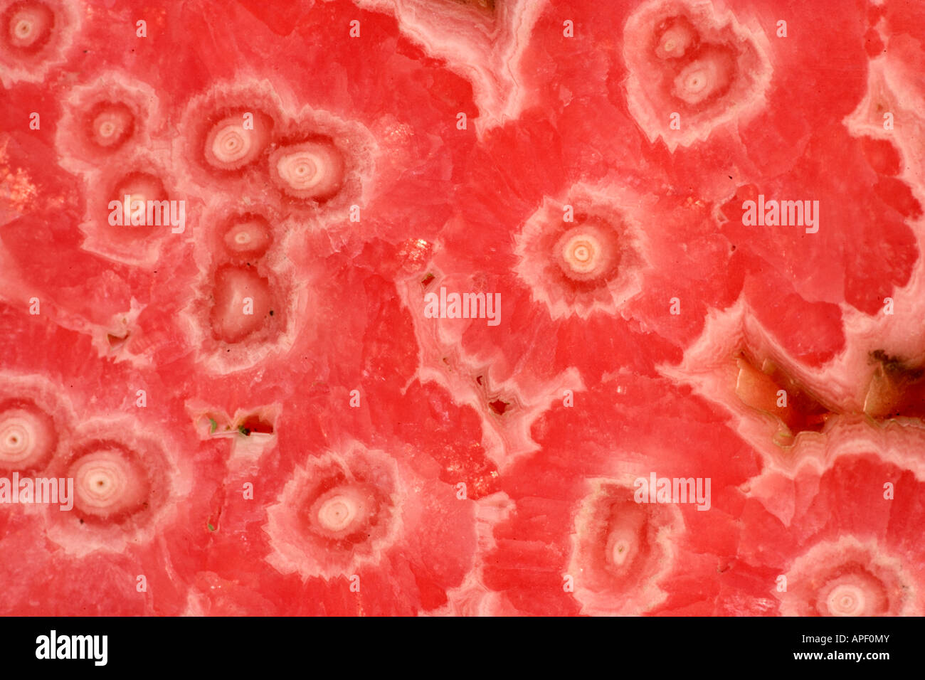 Rhodochrosite Mineral Specimen Querschnitt-Argentinien Stockfoto